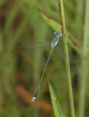 Lestes praemorsus decipiens