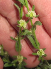 Lappula occidentalis cupulata