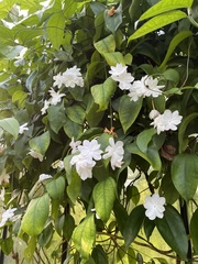 Jasminum rex