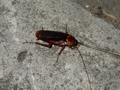 Periplaneta americana