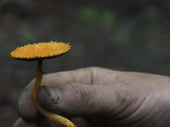 Agaricus crocopeplus