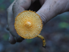 Agaricus crocopeplus