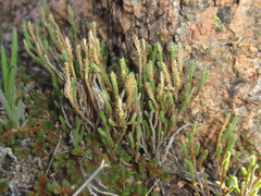 Selaginella corallina