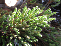 Selaginella corallina