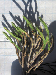 Selaginella corallina