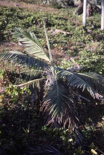 Dictyosperma album, photograph 5
