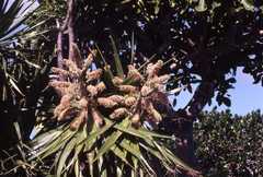 Dracaena concinna image