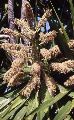 Dracaena concinna, photograph 6