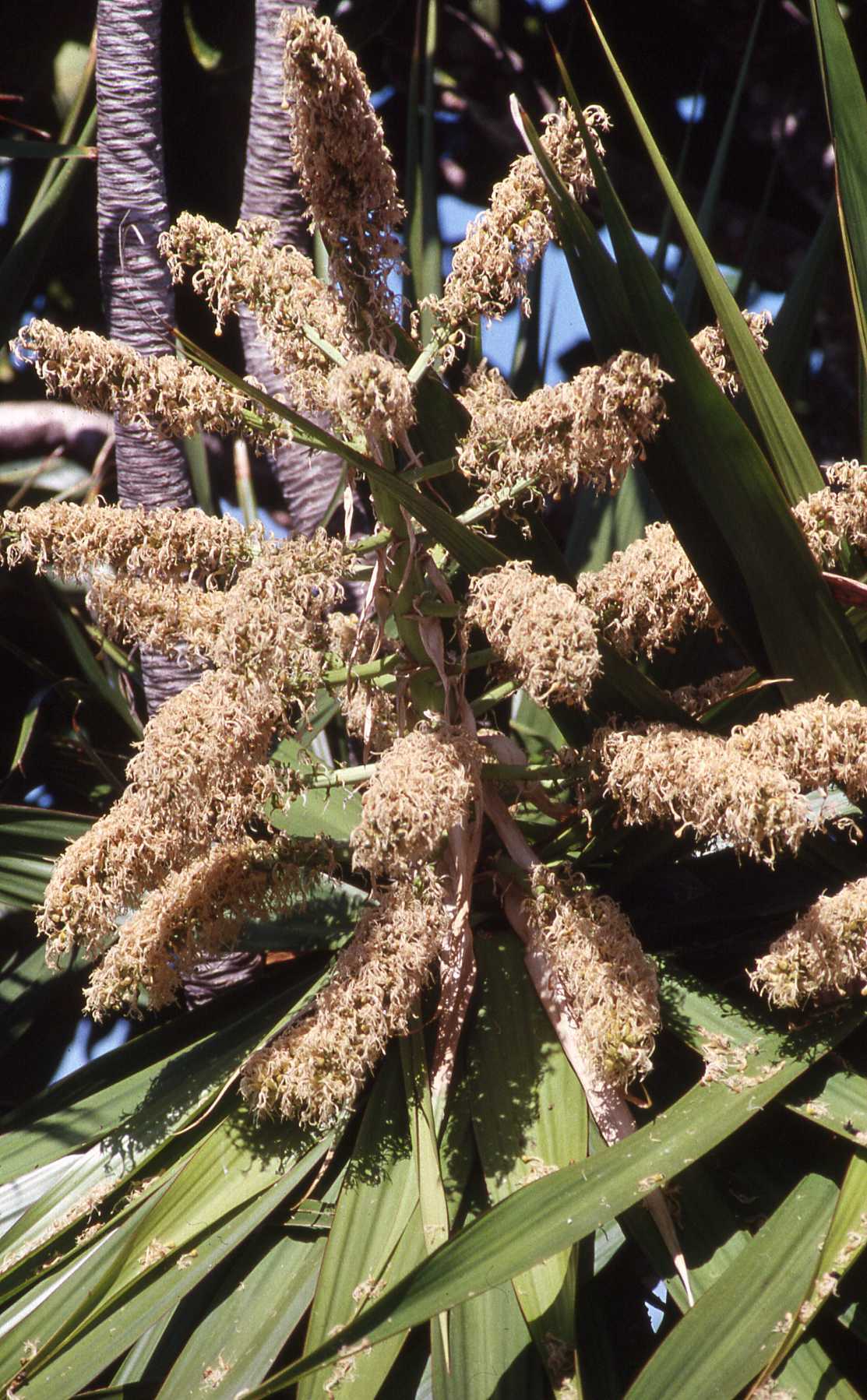 Dracaena concinna