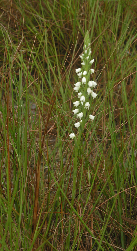 Peristylus lacertifer