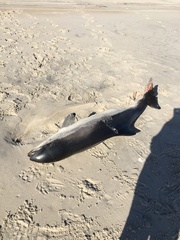 Phocoena phocoena phocoena