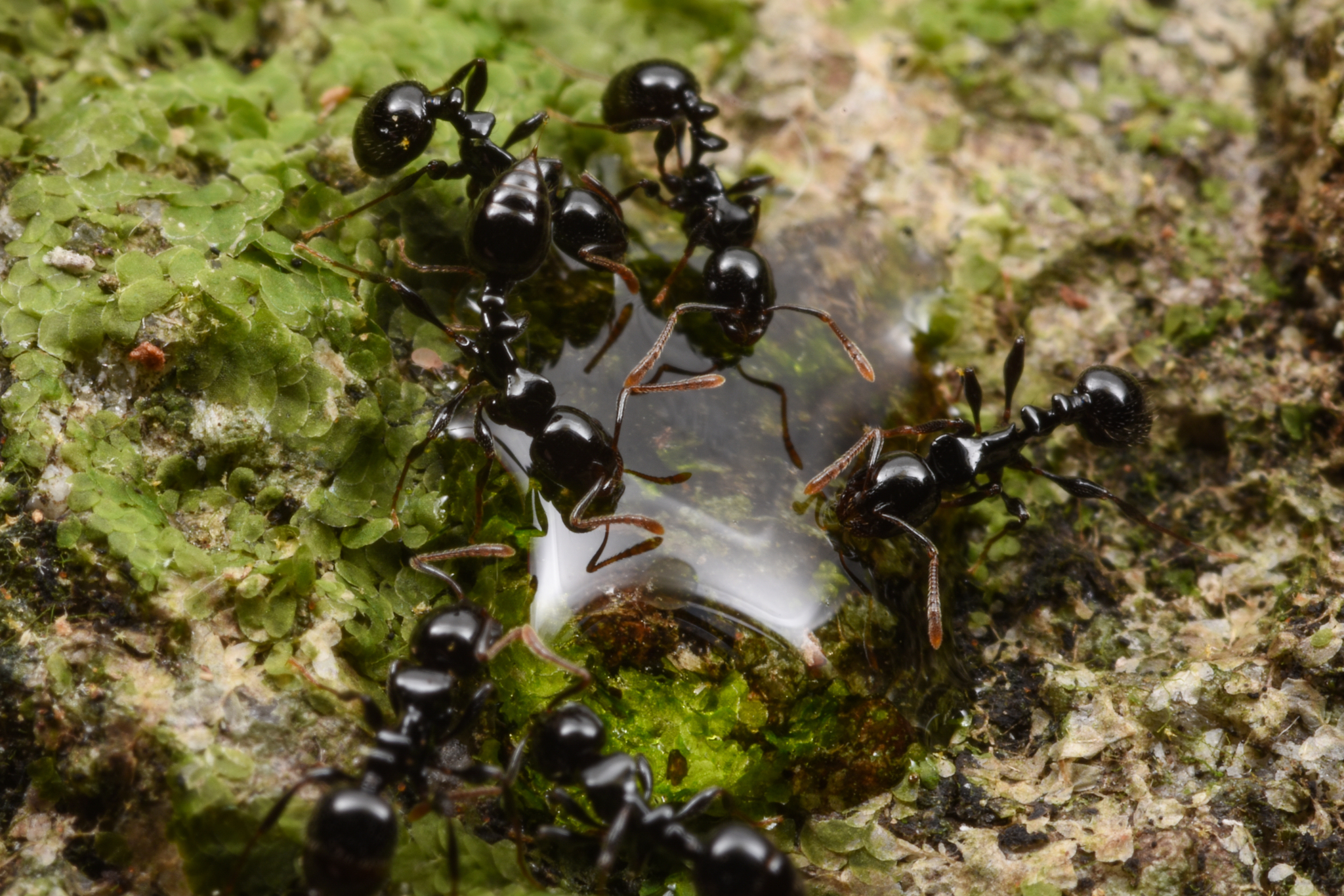 Chelaner albipes