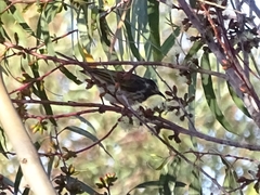 Purnella albifrons