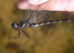 Macromia cincta