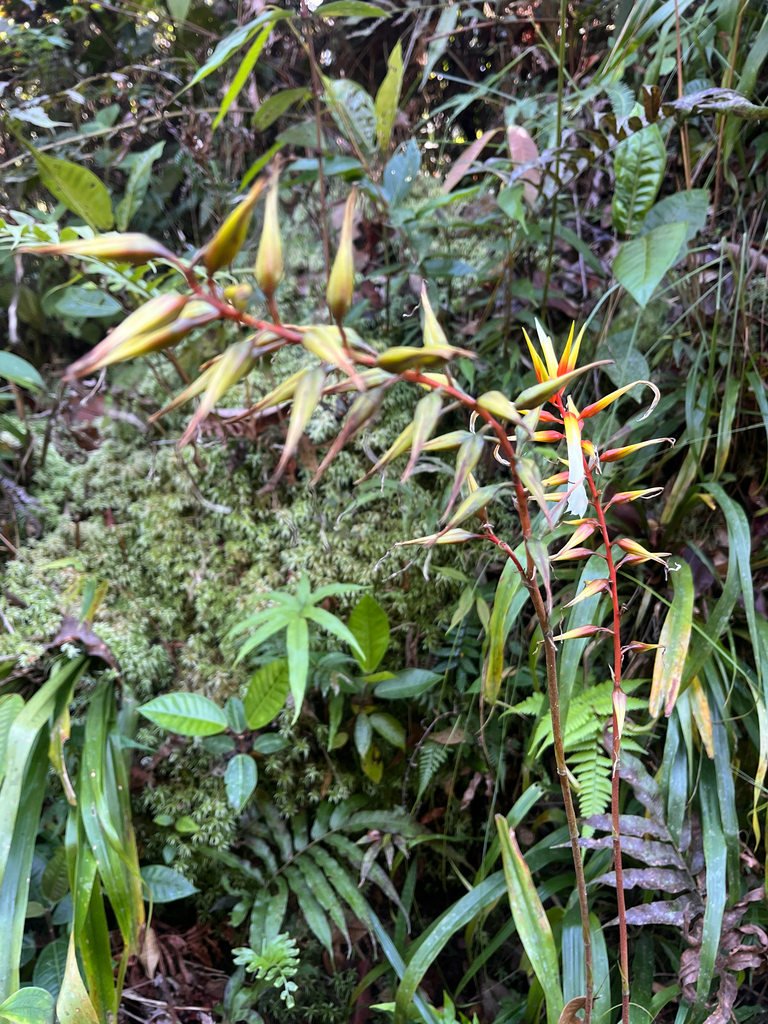 Pitcairnia basincurva