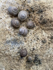 Xerarionta intercisa