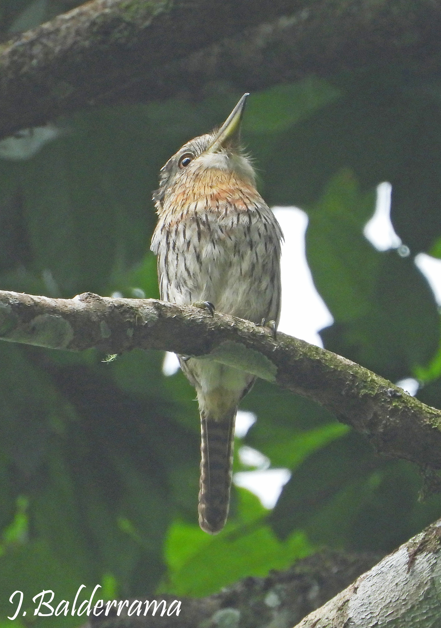 Western Striolated Puffbird (Nystalus obamai), photo 3