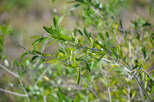 Florida swampprivet (Forestiera segregata)