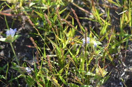 Gophertail Lovegrass (Eragrostis ciliaris)