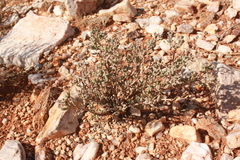 Ruschia centrocapsula