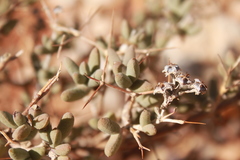 Ruschia centrocapsula