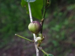 Rinorea angustifolia image