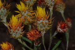 Waitzia acuminata acuminata