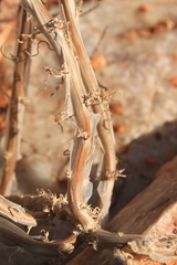 Mesembryanthemoideae