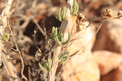 Mesembryanthemoideae