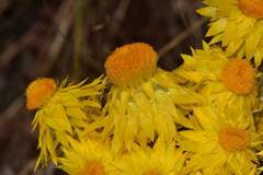 Waitzia acuminata acuminata