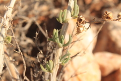 Mesembryanthemoideae