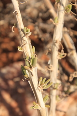 Mesembryanthemoideae