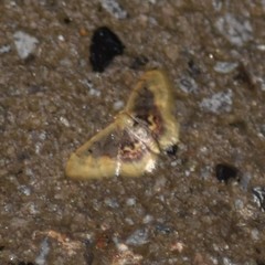 Idaea scintillularia