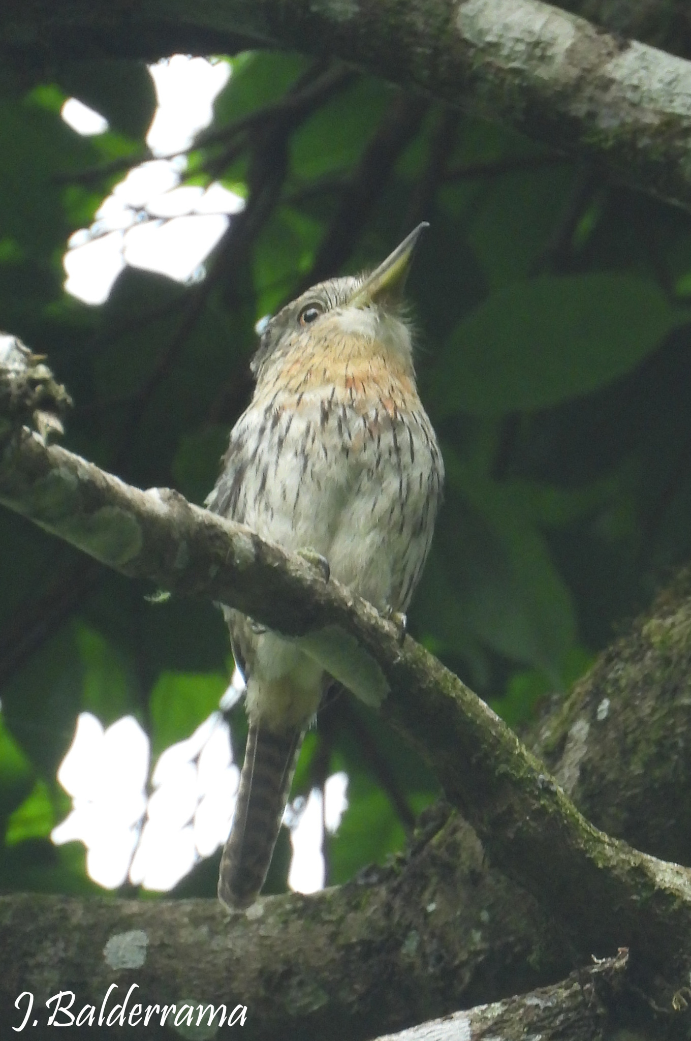 Western Striolated Puffbird (Nystalus obamai), photo 4