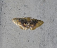 Idaea scintillularia