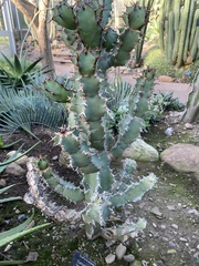 Euphorbia resinifera