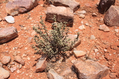 Mesembryanthemoideae