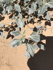 Helianthus niveus tephrodes