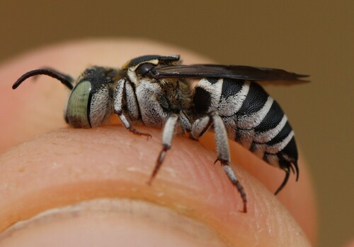 Foto von Coelioxys caudatus