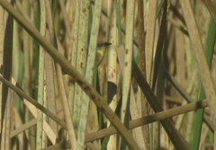 Pseudocolopteryx flaviventris