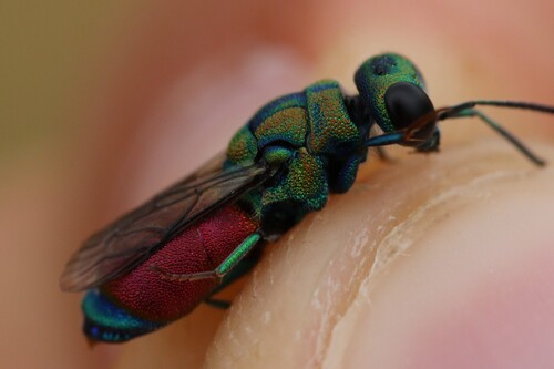Pseudochrysis humboldti