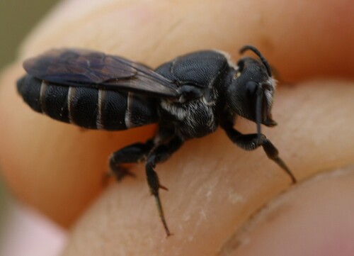 Similar Dark Bee