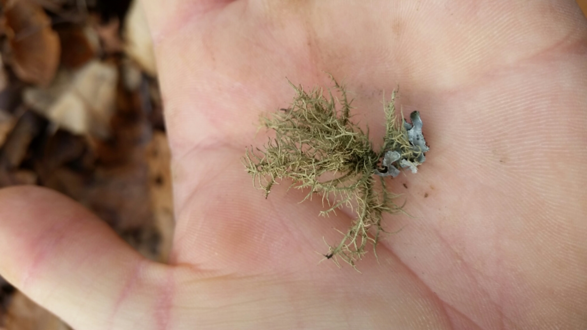 Usnea hirta image
