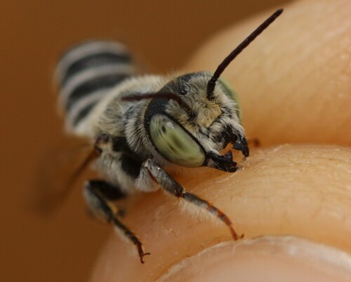 Megachile marginata