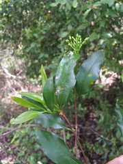 Coptosperma
