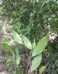 Coptosperma