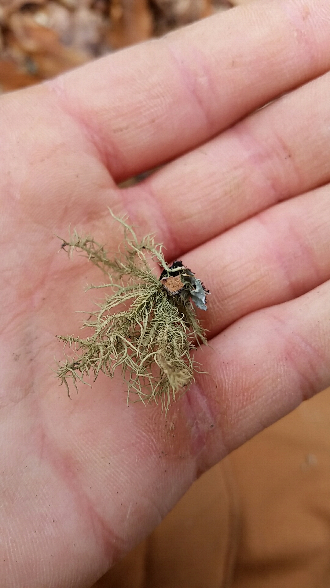 Usnea hirta image
