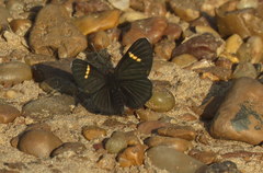 Riodina lycisca