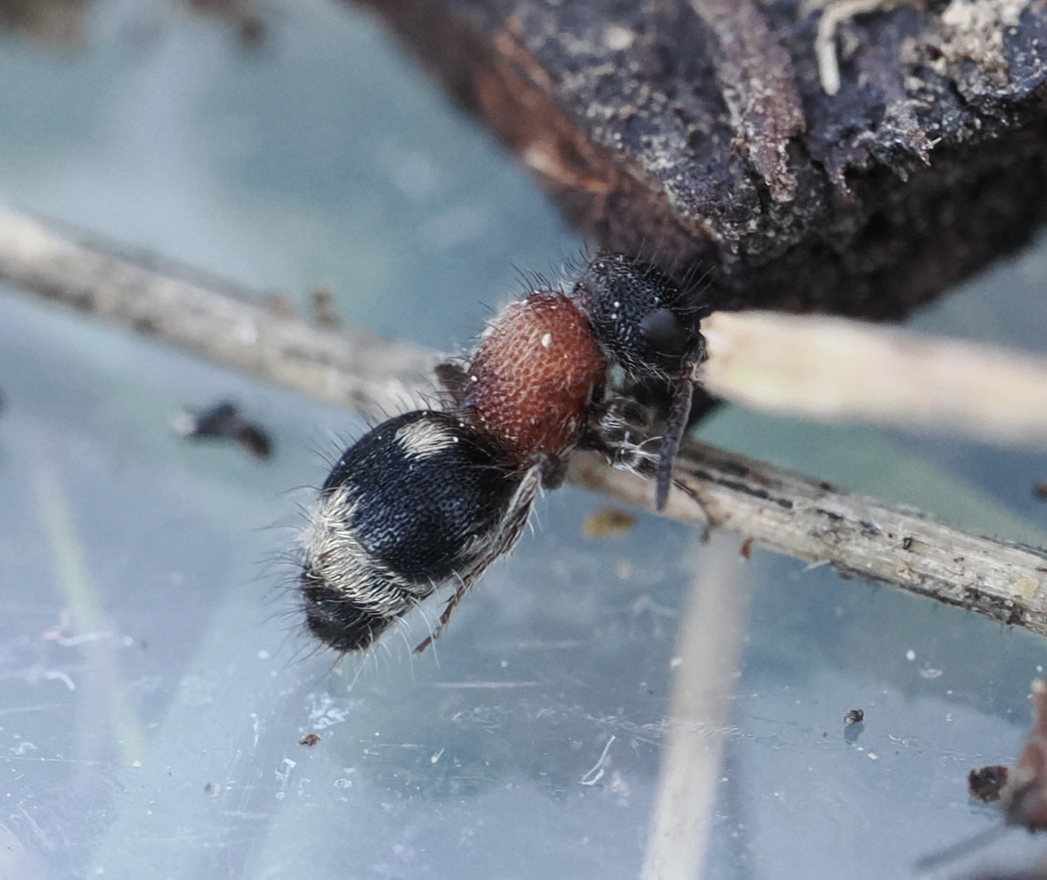 Physetopoda