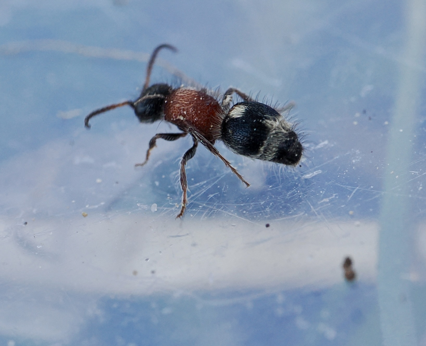 Physetopoda
